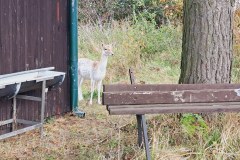 Memorial-Rada-Lacka-2024-02
